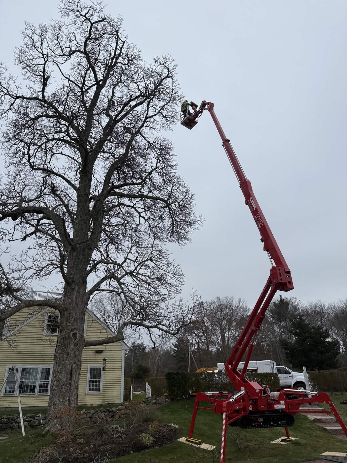 Southeast Arborist stump grinding work - photo 4