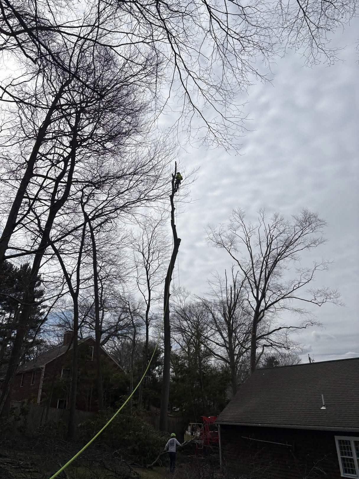 Tree Removal in West Bridgewater, MA — Southeast Arborist