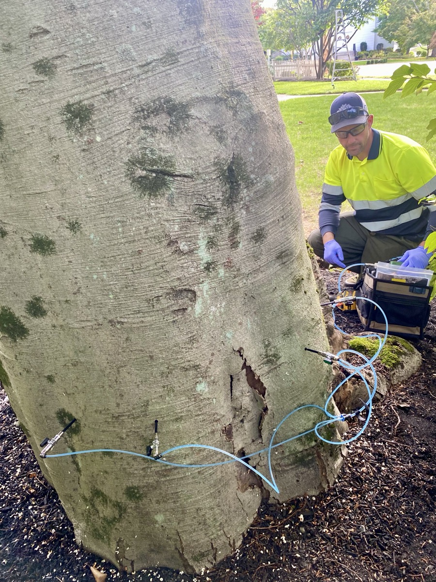 Plant Health Care service by Southeast Arborist in South Shore MA